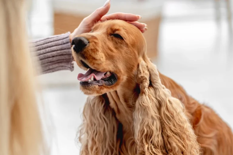 Smart Pet Hair Drying Box 11 1