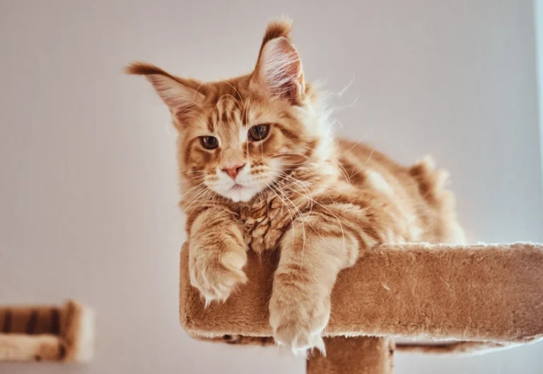 smart 4k movable pet camera 27