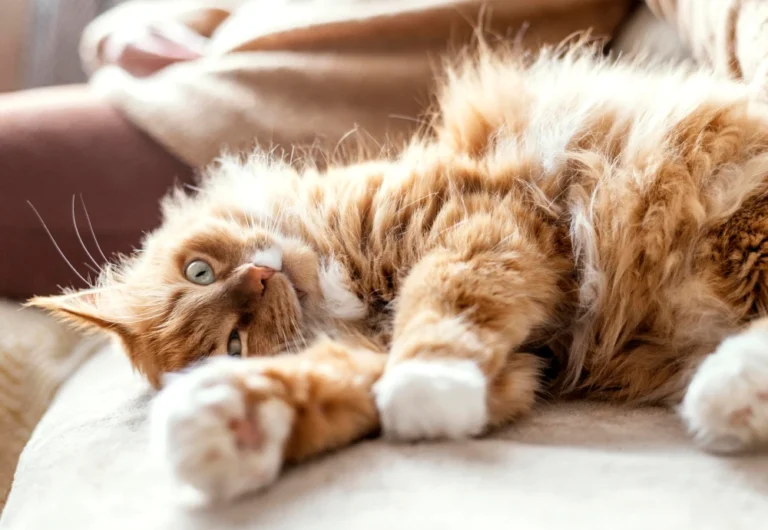 smart 4k movable pet camera 28