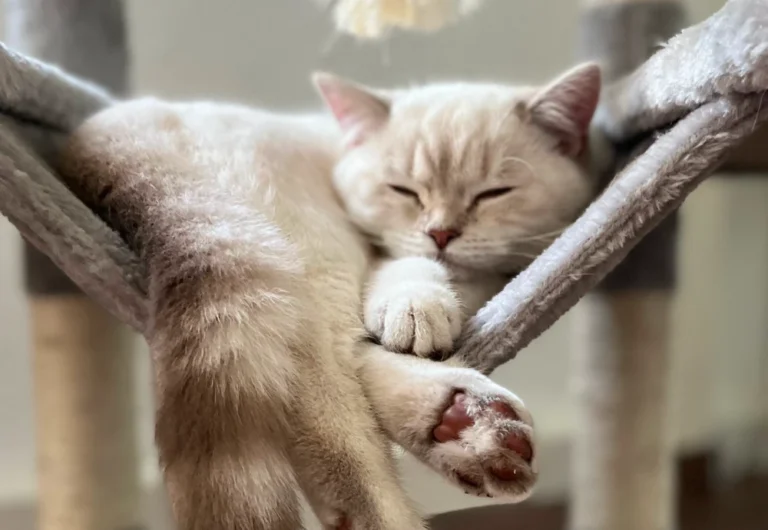 smart 4k movable pet camera 34